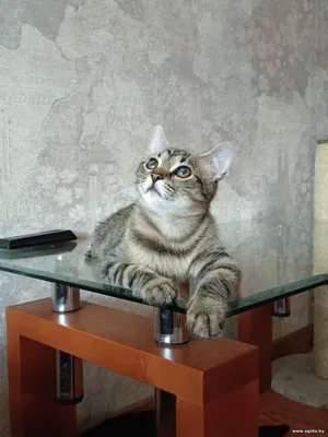 Котёнок - Лешик ищет дом.