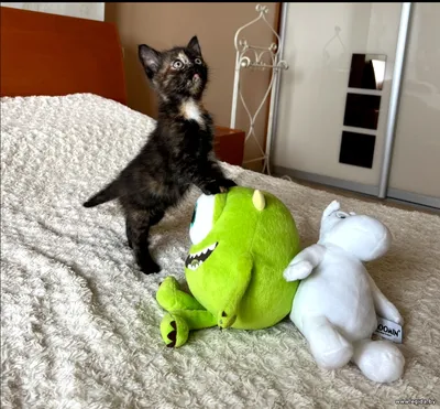 Котёнок в дар