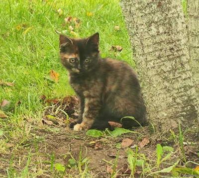 Котята в дар