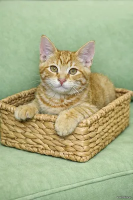 Рыжий котёнок - 3 месяца.