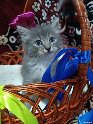 Котенок Красавчик, 1 месяц и 3 недели