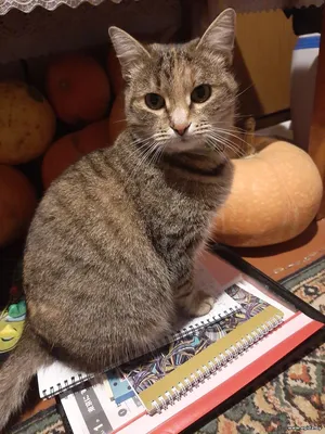 Пропала кошка!
