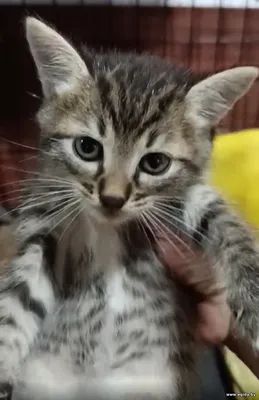 Котенок Тигра, полосатик, 1 месяц и 3 недели