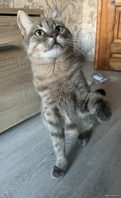 Кошечка Луна ищет дом