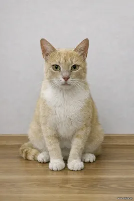 Кошечка Соня в поисках семьи.