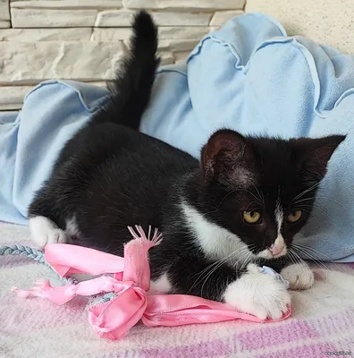 Котенок ищет семью