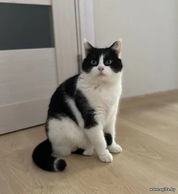 Кошка Булочка в дар