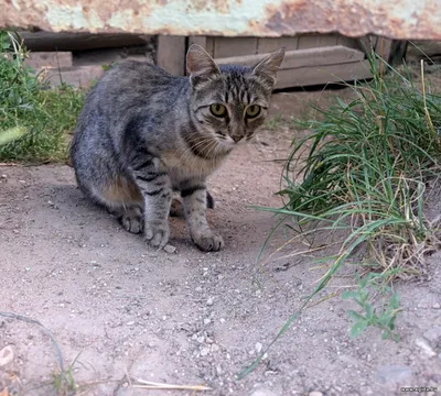 Кошка Красотка в добрые руки!