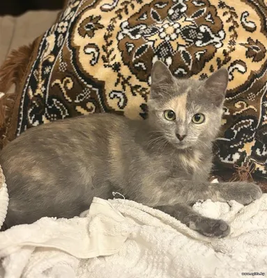 Котенок девочка голубого окраса, 3 мес.