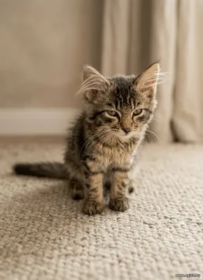 Шикарный котенок ищет дом!
