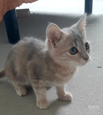 Котенок ищет хороших хозяев!