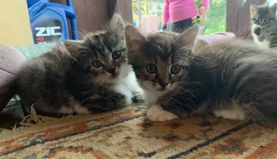 Котятам нужен дом