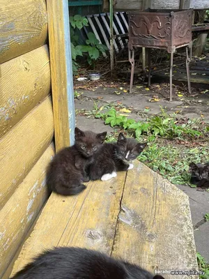 Месячные Котята в Добрые руки!