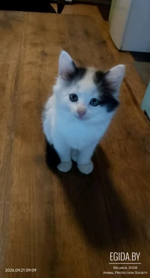 котёнок