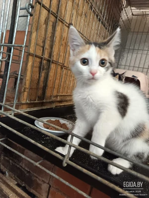 Кошечка Лайма ищет добрых хозяев!