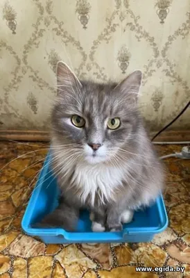 Нужна помощь! Коты ищут дом или передержку! Сос, умер хозяин