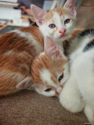 В дар кошечка и кот.