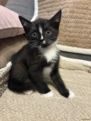 Котенок милая девочка, 2 мес.