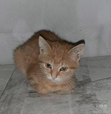 Котенок ищет хороших хозяев!
