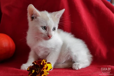 Зефир нежный котенок