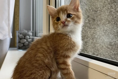 Малышка ищет дом 🧡