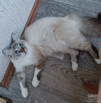 Глаша ищет дом