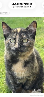 Красивые дачные котята ищут дом