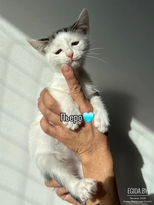 Каталог малышей котят в поиске семьи