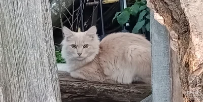 Найден(а) кошка или кот на ул.Оршичной