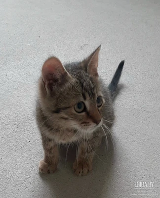 Котенок ищет хороших хозяев!