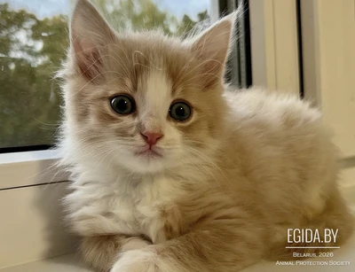 Малышки ищут себе дом 🧡