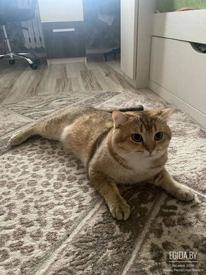 Ласковый умный котик ищет дом и понимающего человека