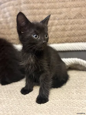 Черный котенок мальчик, 2 мес.
