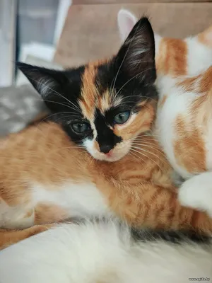 Котята, родились 17 июля