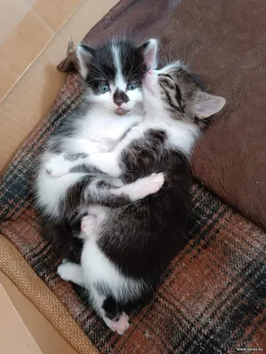 2 котят