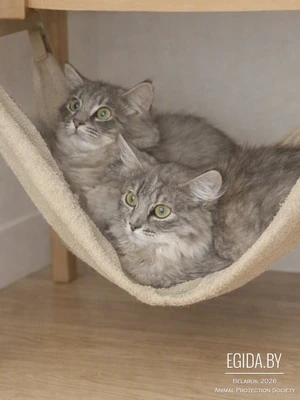 Сибирские котята в дар.