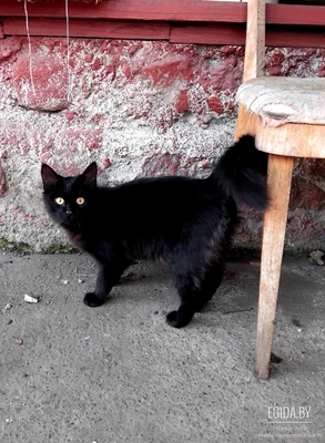 Котенок Шантильи тиффани