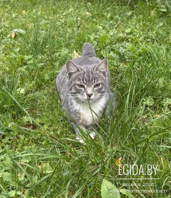 Котёнок ищет семью