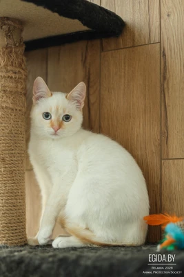Котенок подросток в дар (кошечка)