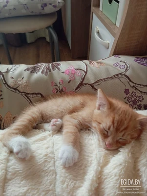 Милый котенок ищет дом. Девочка.