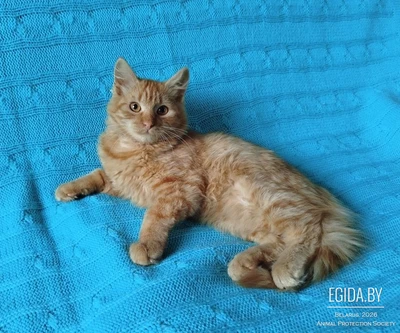 Рыжий, честный, влюбленный Лион