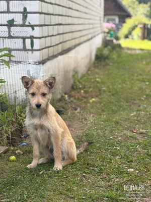 Муха ищет дом 🏠