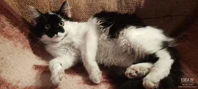 Котенок срочно ищет дом