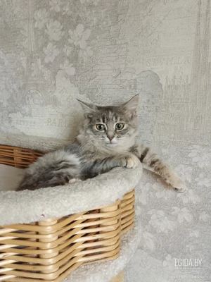 Котёнок - пушистая кошечка, 4 месяца.