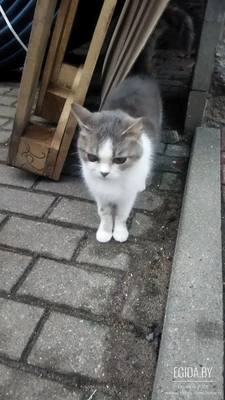 Кошечка молоденькая в дар