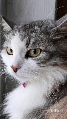 Котик очень красивый, остался совсем один