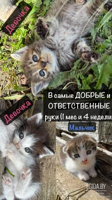 Котята от уличной кошки ищут любящих родителей!