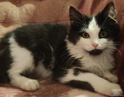 Котенок срочно ищет дом
