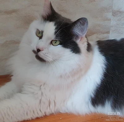 Котик Зевс ищет семью!