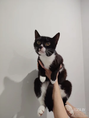 Ищет дом невероятный ласковый красавец — котик-подросток Тишка!